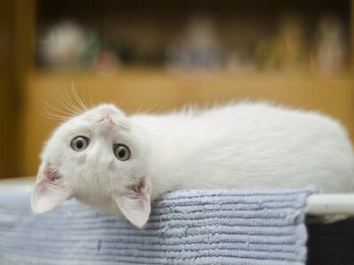 Gatto